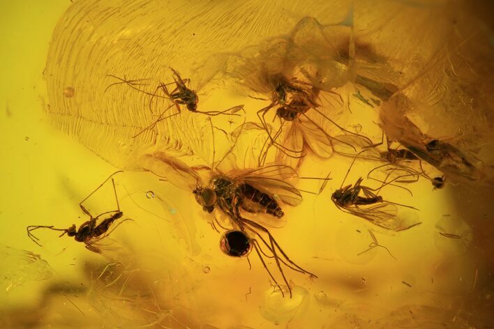 Detailed Fossil Fly Swarm (Diptera) In Baltic Amber #58146